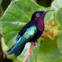 Purple-throated Carib